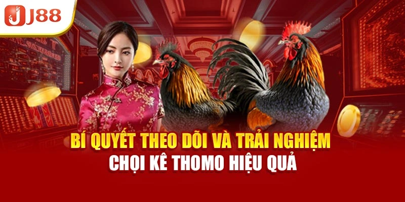 Bí quyết theo dõi và trải nghiệm chọi kê Thomo hiệu quả