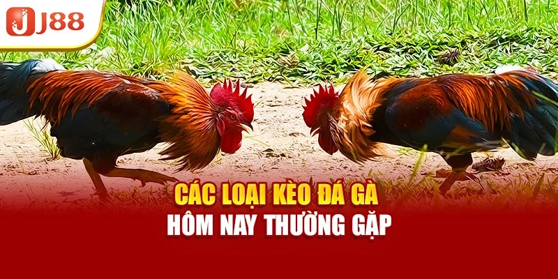 Các loại kèo đá gà hôm nay thường gặp
