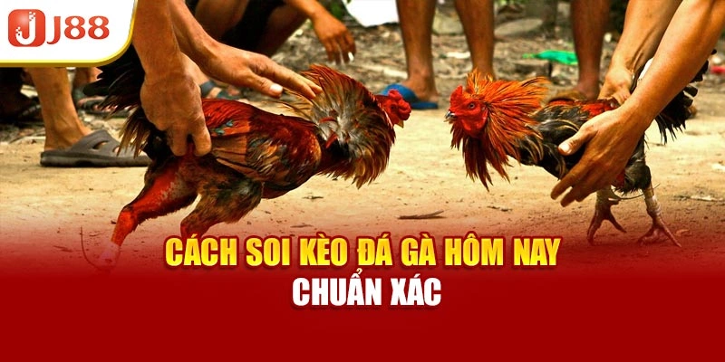 Cách soi kèo đá gà hôm nay chuẩn xác