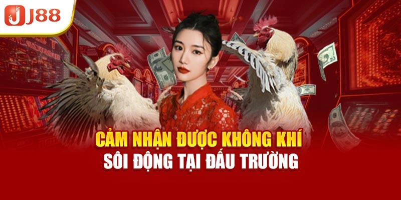 Cảm nhận được không khí sôi động tại đấu trường