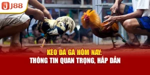 Kèo Đá Gà Hôm Nay: Thông Tin Quan Trọng, Hấp Dẫn