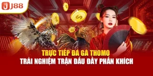 Trực Tiếp Đá Gà Thomo – Trải Nghiệm Trận Đấu Đầy Phấn Khích